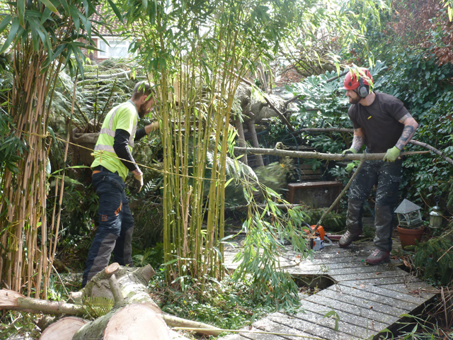 ... the guys were so considerate as  they worked around our precious bamboos