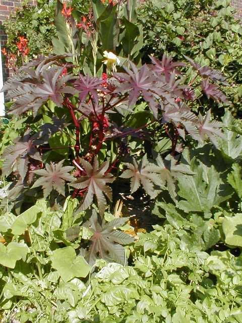 July 2001 - Ricinus and Cannas