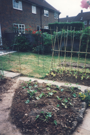 June 1999 - our first veg!